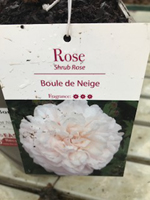 Rose - Boule De Neige